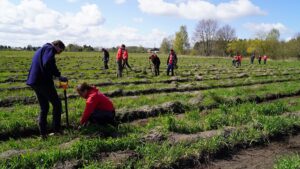 20 Mitarbeiterinnen und Mitarbeiter der Sparkasse Vorpommern haben beim Bäumepflanzen geholfen.