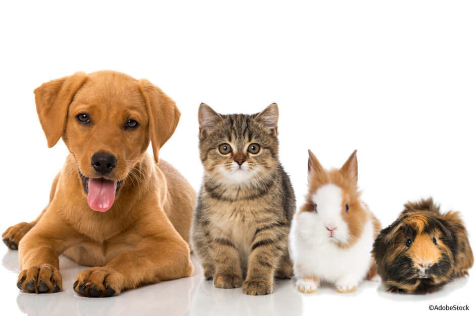 Hunde, Katzen, Kleintiere – So viel kostet ein Haustier